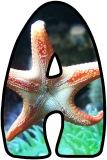Free printable digital letters for classroom bulletin board display with an under the sea - starfish background.  Free to download and print.