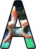 Free printable digital letters for classroom bulletin board display with an under the sea - starfish background.  Free to download and print.