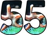 Free printable digital letters for classroom bulletin board display with an under the sea - starfish background.  Free to download and print.