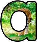 Free printable instant display lettering sets with a Tiger background.