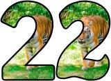 Free printable instant display lettering sets with a Tiger background.