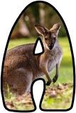 Free printable Wallaby background instant display digital letters sets for classroom display, scrapbooking and bulletin board display.