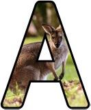 Free printable Wallaby background instant display digital letters sets for classroom display, scrapbooking and bulletin board display.