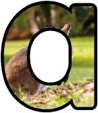 Free printable Wallaby background instant display digital letters sets for classroom display, scrapbooking and bulletin board display.