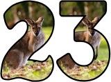 Free printable Wallaby background instant display digital letters sets for classroom display, scrapbooking and bulletin board display.