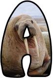 Free printable Walrus background instant display digital lettering sets for classroom bulletin board display.