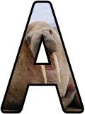 Free printable Walrus background instant display digital lettering sets for classroom bulletin board display.