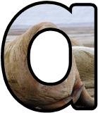 Free printable Walrus background instant display digital lettering sets for classroom bulletin board display.