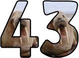 Free printable Walrus background instant display digital lettering sets for classroom bulletin board display.