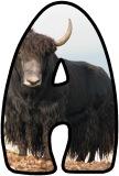 &nbsp;Free printable instant display lettering sets with a Yak in the background.&nbsp; Create your own display board headings or banners.
