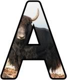 &nbsp;Free printable instant display lettering sets with a Yak in the background.&nbsp; Create your own display board headings or banners.