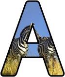 &nbsp;Free printable instant display lettering sets a Zebra background.&nbsp; Create your own display board headings or banners.